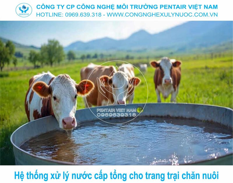 Lắp đặt hệ thống lọc nước cấp tổng cho trang trại chăn nuôi heo quy mô lớn.