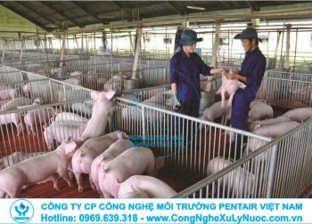 Hệ thống xử lý nước thải chăn nuôi lợn hiện đại đạt chuẩn pháp luật.