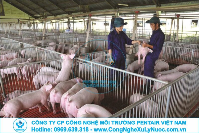 Hệ thống xử lý nước thải chăn nuôi lợn hiện đại đạt chuẩn pháp luật.