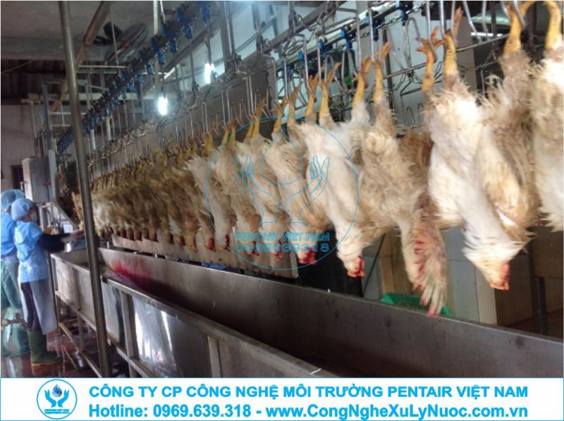 Hệ thống xử lý nước thải lò mổ gia cầm với công nghệ tách mỡ và xử lý sinh học hiện đại.