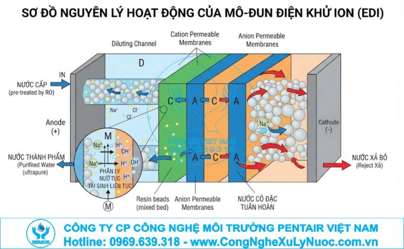 Sơ đồ nguyên lý hoạt động máy khử từ hệ thống lọc nước EDI